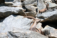 Alpensteinbock in den Tiroler Bergen.